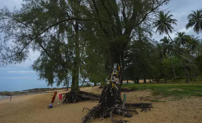 Tourist take pictures beside photo of who dead by Tsunami memorial tree Nang Thong Beach, Takuapa district of Phang Nga province, southern Thailand, Tuesday, Dec. 10, 2024. (AP Photo/Sakchai Lalit)