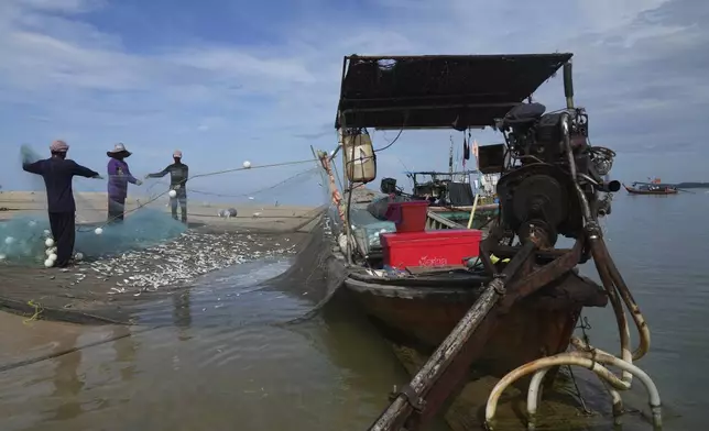 Fisherman collect fish at Ban Nam Khem, where tsunami hit 2004, Takuapa district of Phang Nga province, southern Thailand, Monday, Dec. 9, 2024. (AP Photo/Sakchai Lalit)