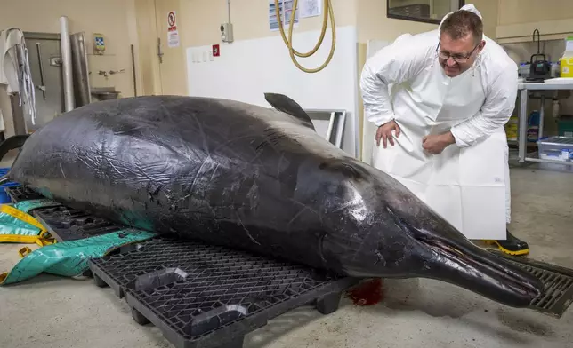 Beaked whale expert Anton van Helden inspects a male spade-toothed whale ahead of a dissection at Invermay Agricultural Centre, Mosgiel, near Dunedin, New Zealand, Monday, Dec. 2, 2024 (AP Photo/Derek Morrison)