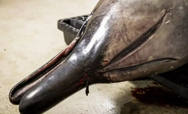 A male spade-toothed whale is seen ahead of a dissection at Invermay Agricultural Centre, Mosgiel, near Dunedin, New Zealand, Monday, Dec. 2, 2024. (AP Photo/Derek Morrison)