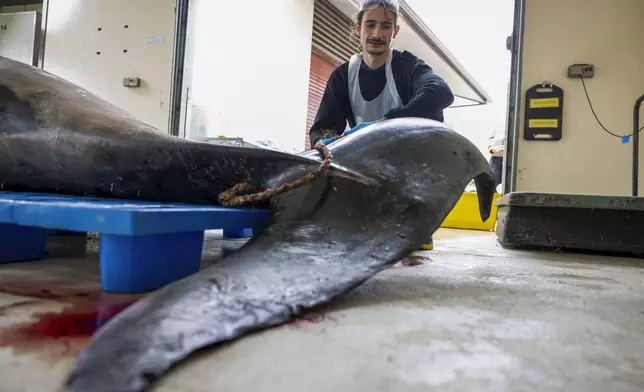 Oliver Dawson inspects a male spade-toothed whale ahead of a dissection at Invermay Agricultural Centre, Mosgiel, near Dunedin, New Zealand, Monday, Dec. 2, 2024. (AP Photo/Derek Morrison)