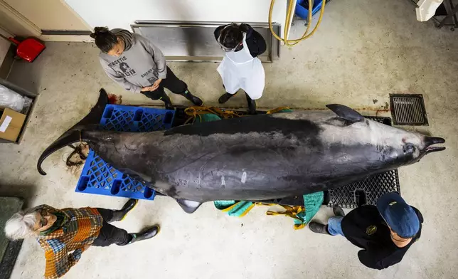 Local "iwi," or people, from a local Māori tribe study a male spade-toothed whale ahead of a dissection at Invermay Agricultural Centre, Mosgiel, near Dunedin, New Zealand, Monday, Dec. 2, 2024. (AP Photo/Derek Morrison)