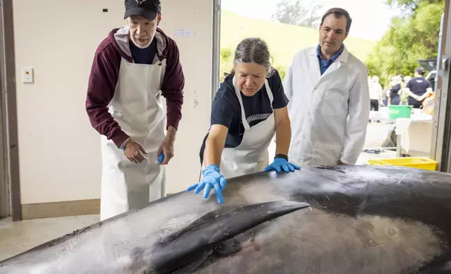 International scientists, Alexander Werth, from left, professor Joy Reidenberg and Michael Denk study a male spade-toothed whale ahead of a dissection at Invermay Agricultural Centre, Mosgiel, near Dunedin, New Zealand, Monday, Dec. 2, 2024. (AP Photo/Derek Morrison)