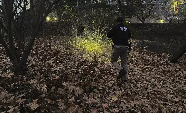 A New York City Police officer walks through brush and foliage in Central Park near 64th Street and Central Park West, Friday, Dec. 6, 2024, in New York, while searching for a backpack police believe was dropped in the park by the person suspected of killing UnitedHealthcare CEO Brian Thompson on Wednesday, Dec. 4, 2024. (AP Photo/Ted Shaffrey)