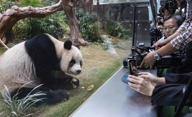 The Beijing-gifted giant panda An An makes his debut appearance to media in Ocean Park during a preview event in Hong Kong, Monday, Dec. 2, 2024. (AP Photo/Chan Long Hei)