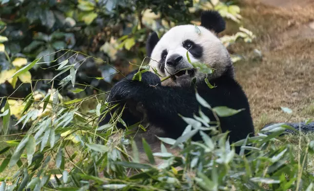 The Beijing-gifted giant panda An An makes his debut appearance to media in Ocean Park during a preview event in Hong Kong, Monday, Dec. 2, 2024. (AP Photo/Chan Long Hei)