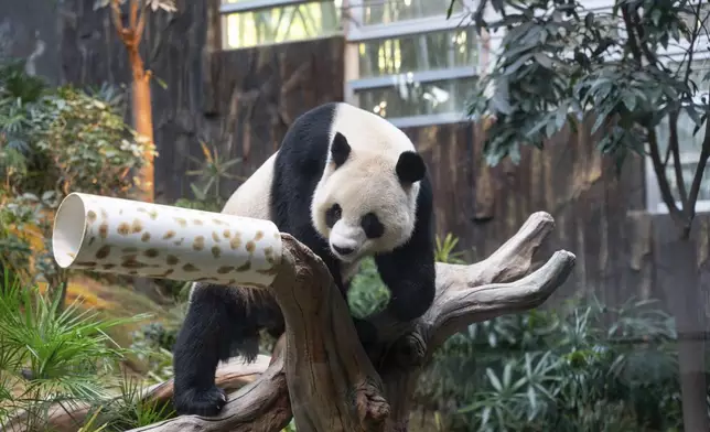 The Beijing-gifted giant panda Ke Ke makes her debut appearance to media in Ocean Park during a preview event in Hong Kong, Monday, Dec. 2, 2024. (AP Photo/Chan Long Hei)