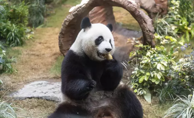 The Beijing-gifted giant panda Ke Ke makes her debut appearance to media in Ocean Park during a preview event in Hong Kong, Monday, Dec. 2, 2024. (AP Photo/Chan Long Hei)