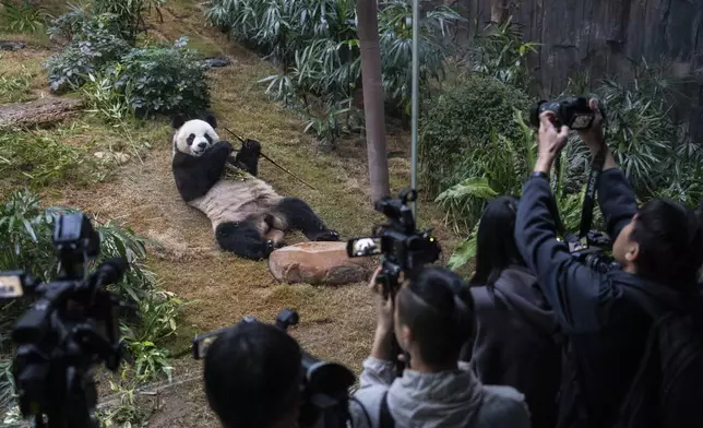 The Beijing-gifted giant panda An An makes his debut appearance to media in Ocean Park during a preview event in Hong Kong, Monday, Dec. 2, 2024. (AP Photo/Chan Long Hei)