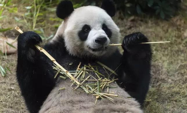 The Beijing-gifted giant panda An An makes his debut appearance to media in Ocean Park during a preview event in Hong Kong, Monday, Dec. 2, 2024. (AP Photo/Chan Long Hei)