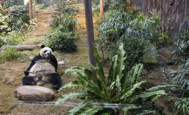 The Beijing-gifted giant panda An An makes his debut appearance to media in Ocean Park during a preview event in Hong Kong, Monday, Dec. 2, 2024. (AP Photo/Chan Long Hei)