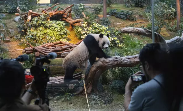 The Beijing-gifted giant panda An An makes his debut appearance to media in Ocean Park during a preview event in Hong Kong, Monday, Dec. 2, 2024. (AP Photo/Chan Long Hei)