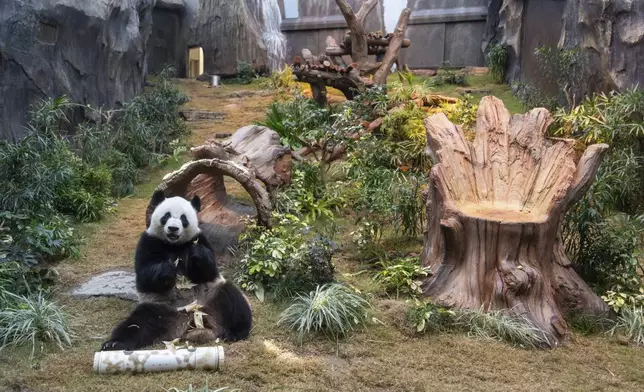 The Beijing-gifted giant panda Ke Ke makes her debut appearance to media in Ocean Park during a preview event in Hong Kong, Monday, Dec. 2, 2024. (AP Photo/Chan Long Hei)