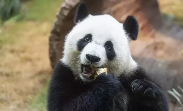 The Beijing-gifted giant panda Ke Ke makes her debut appearance to media in Ocean Park during a preview event in Hong Kong, Monday, Dec. 2, 2024. (AP Photo/Chan Long Hei)