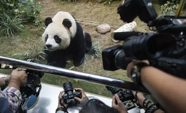 The Beijing-gifted giant panda An An makes his debut appearance to media in Ocean Park during a preview event in Hong Kong, Monday, Dec. 2, 2024. (AP Photo/Chan Long Hei)