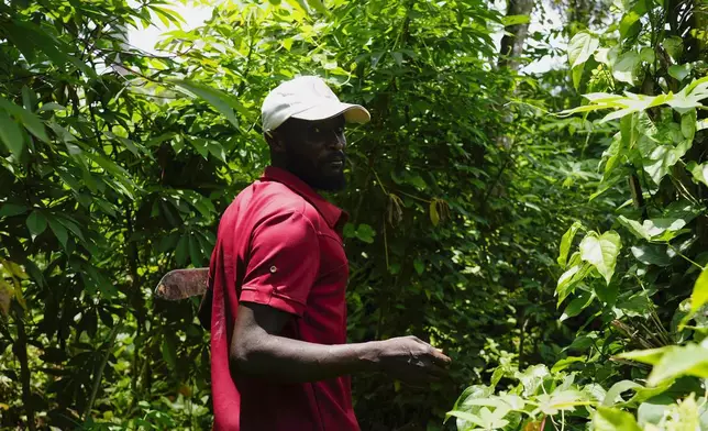Muvunga Kakule walks through his farm outside Badengaido town in Congo, Sept. 23, 2024. (AP Photo/Sam Mednick)