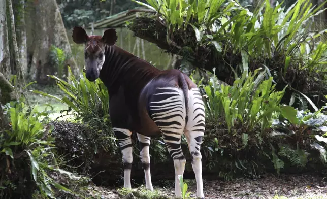 In this undated photo, an okapi stands in a protected area as part of a captive breeding program in the Okapi Wildlife Reserve in Congo. (Okapi Conservation Project via AP)