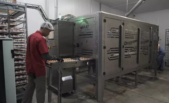 A worker guides a tray of chicken eggs into a machine that provides a new technique to enable hatcheries to peek into millions of fertilized eggs and spot male embryos, then grind them up for other uses before they mature into chicks, in Wilton, Iowa, Dec. 10, 2024. This is an alternative to the longstanding practice of chick culling when male chicks are killed because they have little monetary value since they do not lay eggs. (Courtesy Tony Reidsma via AP)