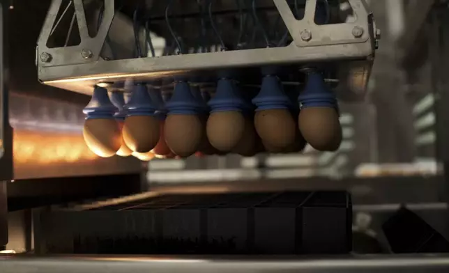 Eggs are lifted from trays and transferred inside a machine that provides a new technique to enable hatcheries to peek into millions of fertilized eggs and spot male embryos, then grind them up for other uses before they mature into chicks, in Wilton, Iowa, Dec. 10, 2024. This is an alternative to the longstanding practice of chick culling where male chicks are killed because they have little monetary value since they do not lay eggs. (Courtesy Tony Reidsma via AP)