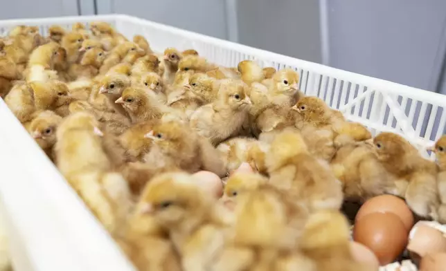 Newly hatched chicks are seen after being sorted in a machine that provides a new technique to enable hatcheries to peek into millions of fertilized eggs and spot male embryos, then grind them up for other uses before they mature into chicks, in Wilton, Iowa, Dec. 10, 2024. This is an alternative to the longstanding practice of chick culling when male chicks are killed because they have little monetary value since they do not lay eggs. (Courtesy Tony Reidsma via AP)