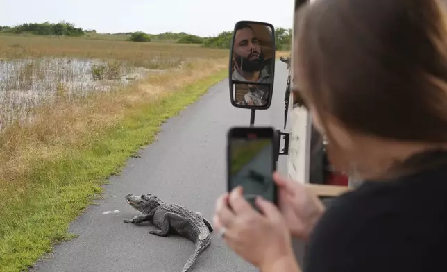 Naturalist tour guide Juan Macias is reflected in the tram's mirror as a tourist photographs an alligator in the Shark Valley area of Florida's Everglades National Park, Wednesday, Nov. 20, 2024. (AP Photo/Rebecca Blackwell)