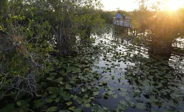 Tourists look for wildlife from a raised walkway in Everglades National Park, Fla., Friday, May 17, 2024. (AP Photo/Rebecca Blackwell)