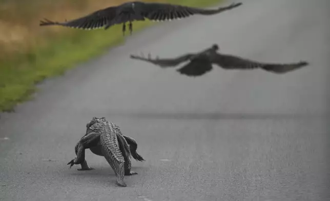 An alligator chases away a pair of turkey vultures in the Shark Valley area of Florida's Everglades National Park, Wednesday, Nov. 20, 2024. (AP Photo/Rebecca Blackwell)