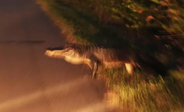 An alligator crosses a path at night in the Shark Valley area of Everglades National Park, Fla., Wednesday, Nov. 20, 2024. (AP Photo/Rebecca Blackwell)