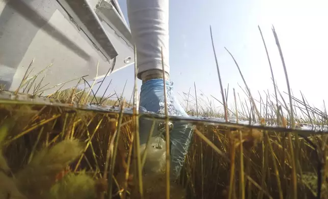 Florida International University professor John Kominoski collects a water sample in Shark River Slough during a trip to gather samples and maintain automatic sampling equipment in Florida's Everglades National Park, Tuesday, May 14, 2024. (AP Photo/Rebecca Blackwell)