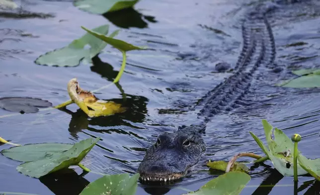 An alligator glides through the water in Florida's Everglades National Park, Friday, May 17, 2024. (AP Photo/Rebecca Blackwell)