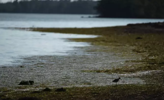 Seaweed lines the shore of Florida Bay, Saturday, May 18, 2024, in Everglades National Park, Fla. (AP Photo/Rebecca Blackwell)