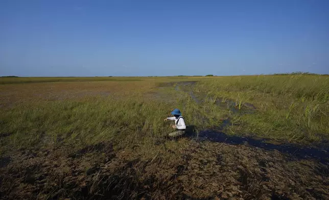 Florida International University research specialist Rafael Travieso wades through hip deep water in Shark River Slough to collect water samples in Florida's Everglades National Park, Tuesday, May 14, 2024. (AP Photo/Rebecca Blackwell)