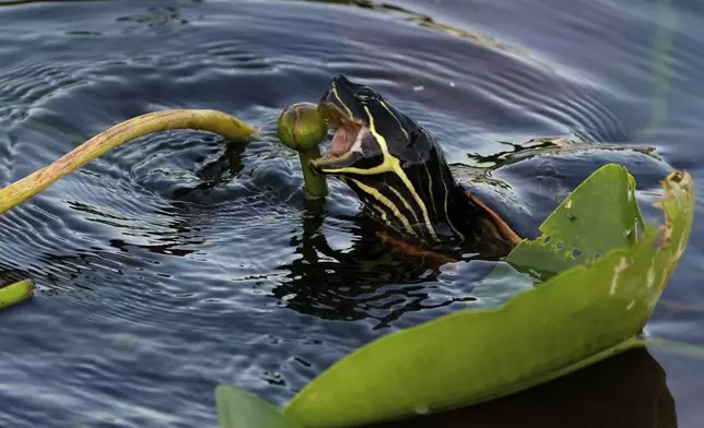 A Florida red-bellied cooter eats a spatterdock bud in Florida's Everglades National Park, Friday, May 17, 2024. (AP Photo/Rebecca Blackwell)