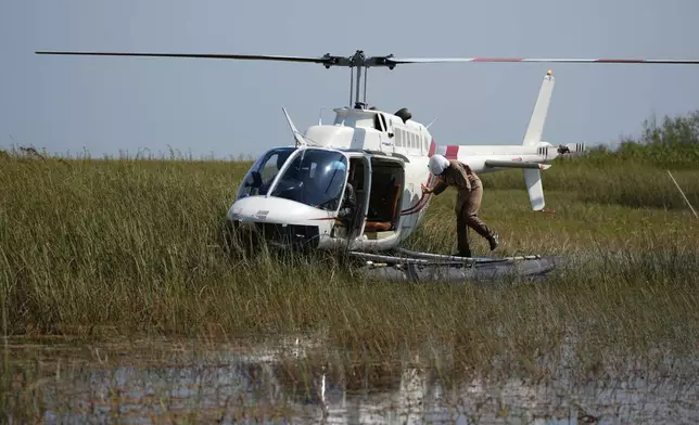 A park employee collecting water quality samples stands atop the pontoon of an Everglades National Park amphibious helicopter, after it landed on Shark River Slough in Florida's Everglades National Park, Tuesday, May 14, 2024, (AP Photo/Rebecca Blackwell)