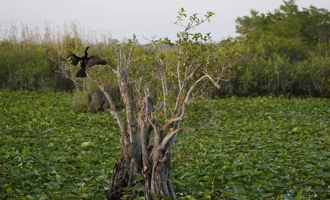 An anhinga dries its wings in a tree standing amid lily pad-covered waters, Friday, May 17, 2024, in Everglades National Park, Fla. (AP Photo/Rebecca Blackwell)