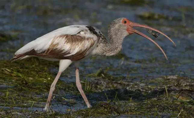 An immature white ibis eats a crab on the shore of Florida Bay, Saturday, May 18, 2024, in Everglades National Park, Fla. (AP Photo/Rebecca Blackwell)