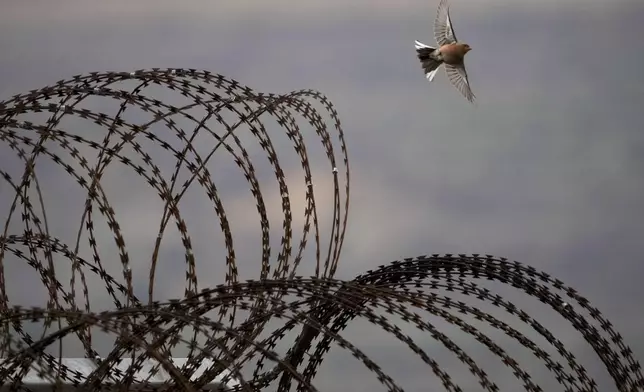 A bird flies over the security fence near the so-called Alpha Line that separates the Israeli-controlled Golan Heights from Syria, in the town of Majdal Shams, Sunday, Dec. 22, 2024. (AP Photo/Matias Delacroix)