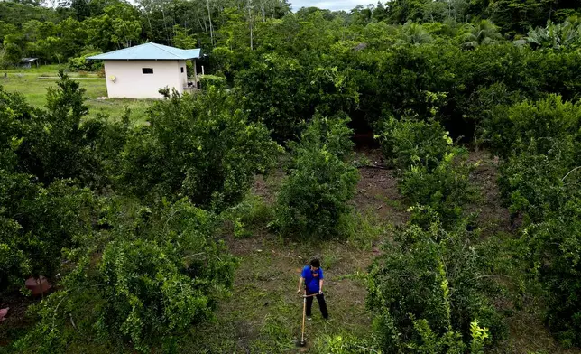 FILE - Former President Evo Morales cuts weeds on his farm near Shinahota in the Chapare region of Bolivia, Nov. 23, 2024. (AP Photo/Juan Karita, File)