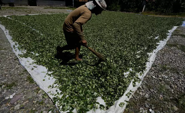 FILE - A man spreads out coca leaves to dry in the sun in the Villa 14 de Septiembre community of the Chapare region in Bolivia, Nov. 10, 2024. (AP Photo/Juan Karita, File)