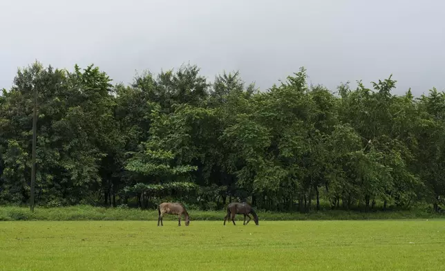 Horses graze on a soccer field in the Lempira settlement, situated next to Los Pinares iron oxide mining project, in Tocoa, Honduras, Saturday, Dec. 7, 2024. (AP Photo/Moises Castillo)