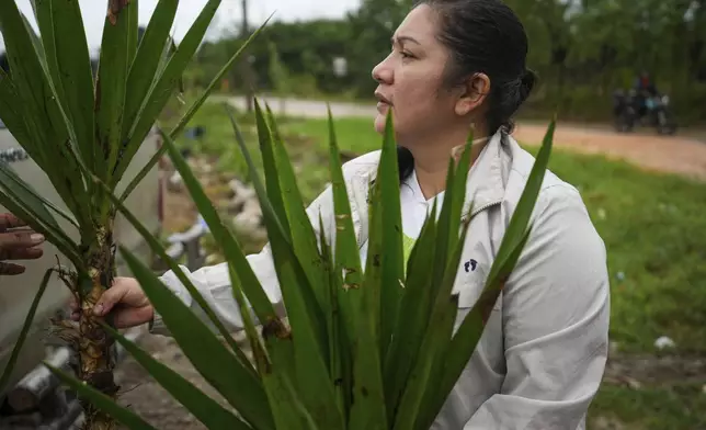 Dalila Santiago, an environmental leader, puts yucca plants on the tomb of slain friend and environmentalist Juan López at a cemetery in Tocoa, Honduras, Saturday, Dec. 7, 2024. (AP Photo/Moises Castillo)