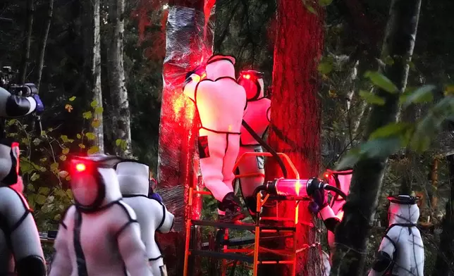 FILE - Washington State Department of Agriculture workers, wearing protective suits and working in pre-dawn darkness illuminated with red lamps, vacuum a nest of Asian giant hornets from a tree Saturday, Oct. 24, 2020, in Blaine, Wash. (AP Photo/Elaine Thompson, File)