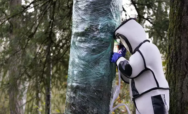 FILE - Washington State Department of Agriculture entomologist Chris Looney, wearing a protective suit, fills a tree cavity with carbon dioxide after vacuuming a nest of Asian giant hornets from inside it Saturday, Oct. 24, 2020, in Blaine, Wash. (AP Photo/Elaine Thompson, File)