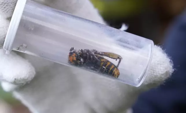 FILE - A Washington State Department of Agriculture worker displays an Asian giant hornet taken from a nest, Oct. 24, 2020, in Blaine, Wash. (AP Photo/Elaine Thompson, File)