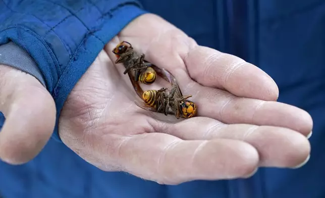 FILE - A Washington state Department of Agriculture worker holds two of the dozens of Asian giant hornets vacuumed from a tree Oct. 24, 2020, in Blaine, Wash. (AP Photo/Elaine Thompson, File)