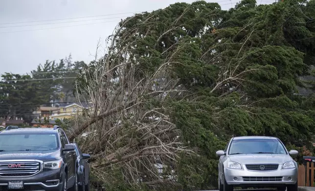 A large tree branch lays across a street in Seaside, Calif., Saturday, Dec. 14, 2024. (AP Photo/Nic Coury)