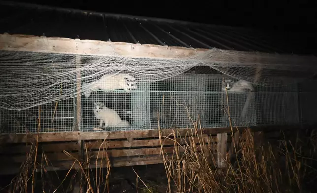 This photo provided by Humany Society International shows foxes inside a cage at a fur farm in western Finland, in late October 2024. (Humany Society International/Oikeutta Elaimille via AP)