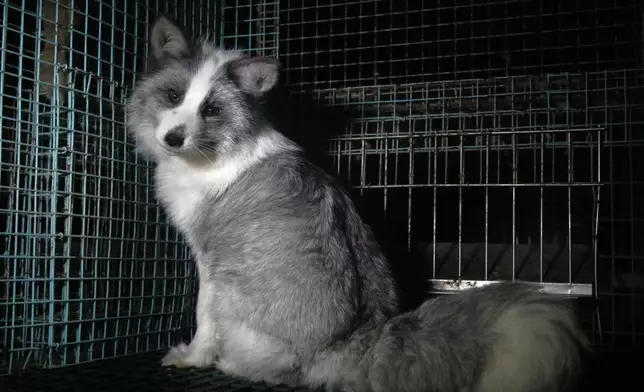 This photo provided by Humany Society International shows a fox inside a cage at a fur farm in western Finland, in late October, 2024. (Humany Society International/Oikeutta Elaimille via AP)