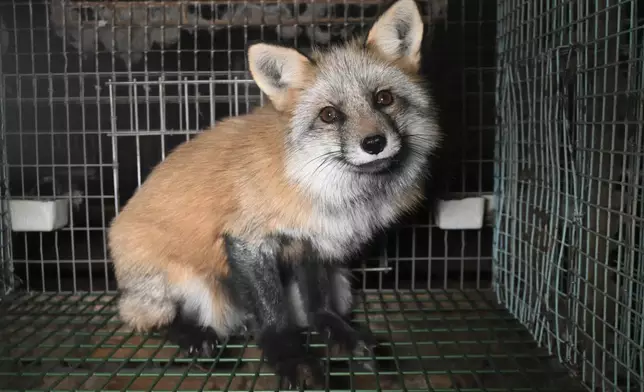 This photo provided by Humany Society International shows a fox inside a cage at a fur farm in western Finland, in late October 2024. (Humany Society International/Oikeutta Elaimille via AP)