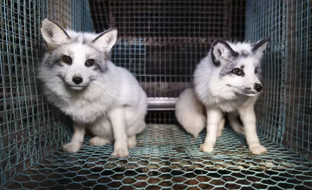 This photo provided by Humany Society International shows foxes inside a cage at a fur farm in western Finland, in late October, 2024. (Humany Society International/Oikeutta Elaimille via AP)